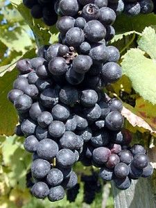 Blaue Burgunder Weintrauben (Spätburgunder Rotwein)
