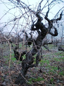 Zinfandel (Primitivo) Reben in Sonoma / Kalifonien / USA. Photo: Sarah Stierch / Wikipedia